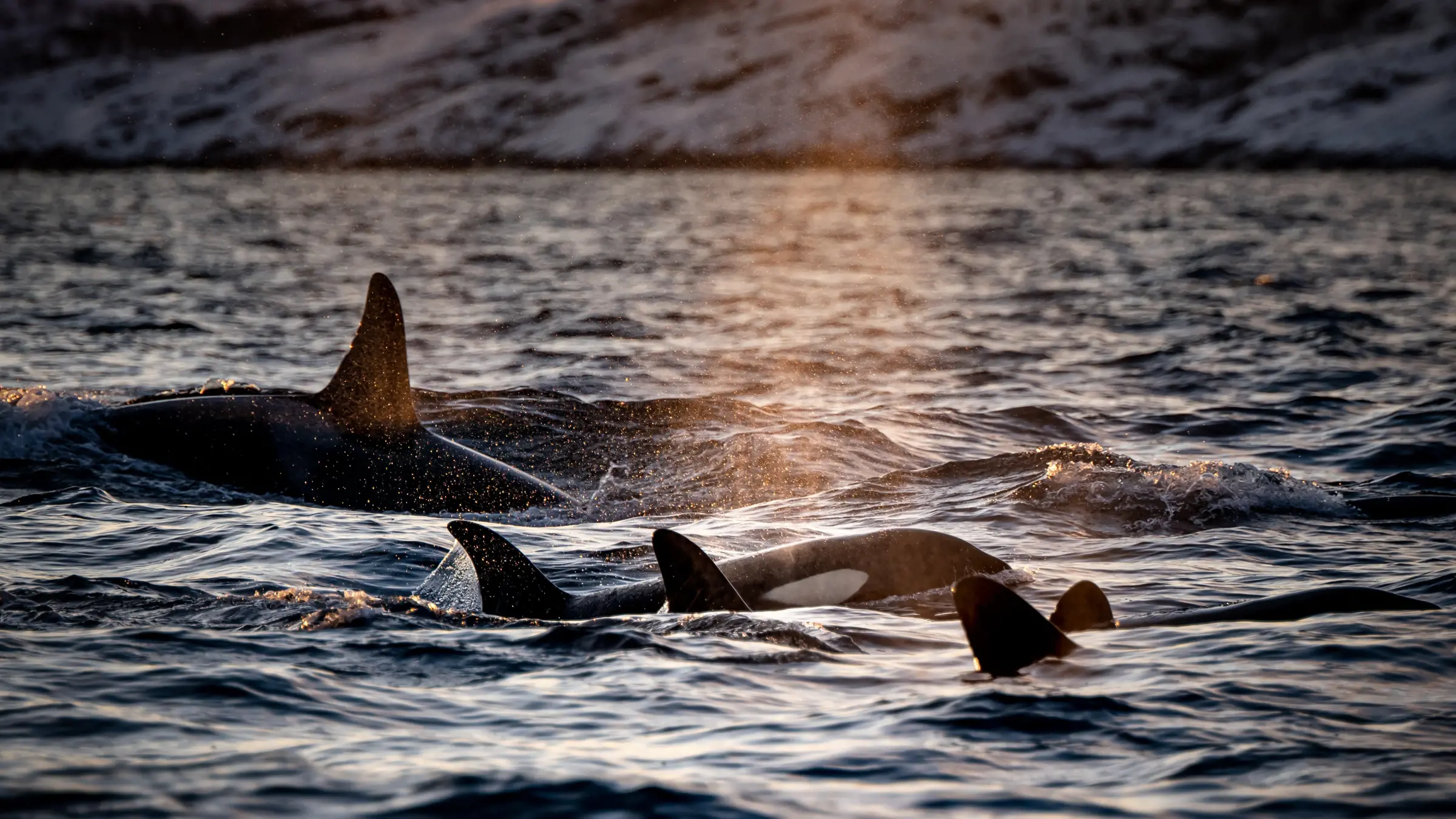 Orcas in Kanada